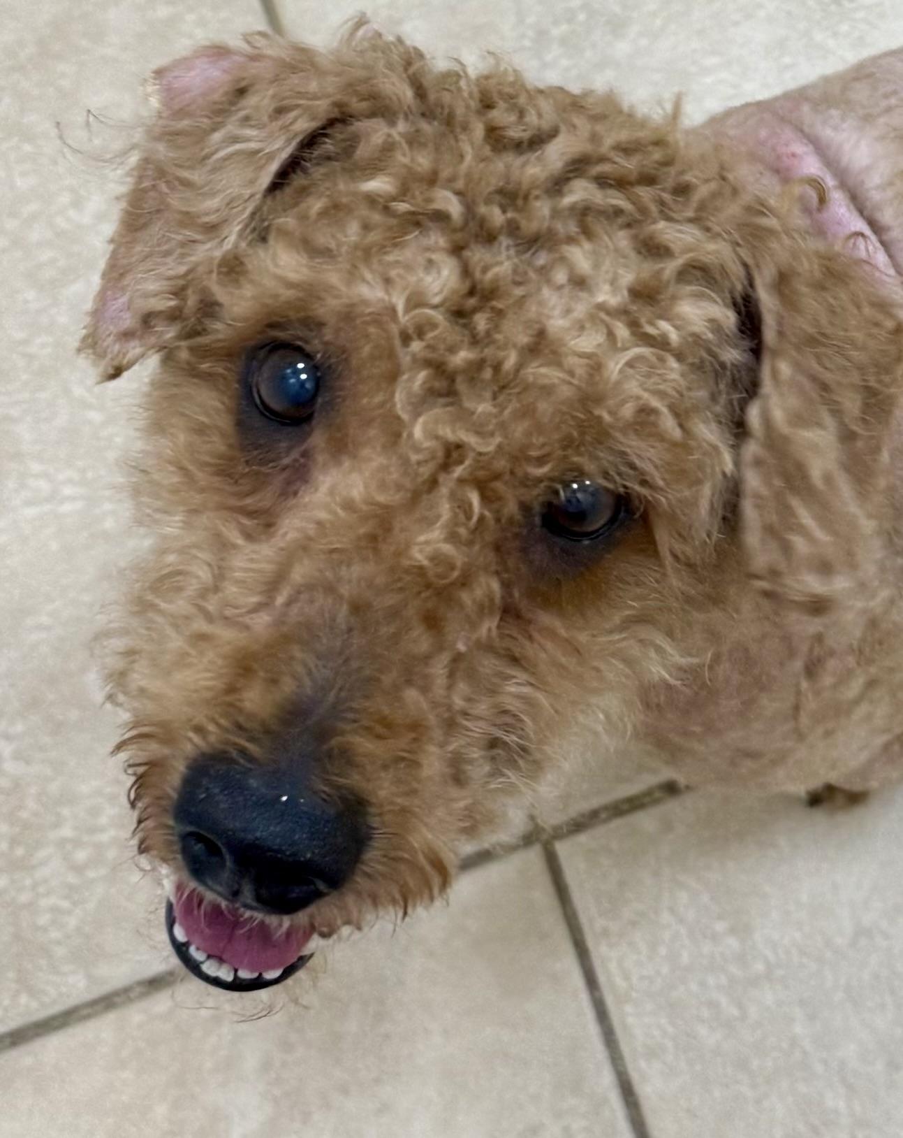 Hypoallergenic Mini Poodle Handsome Henry, an adopted Miniature Poodle in Boca Raton, FL image 4/6
