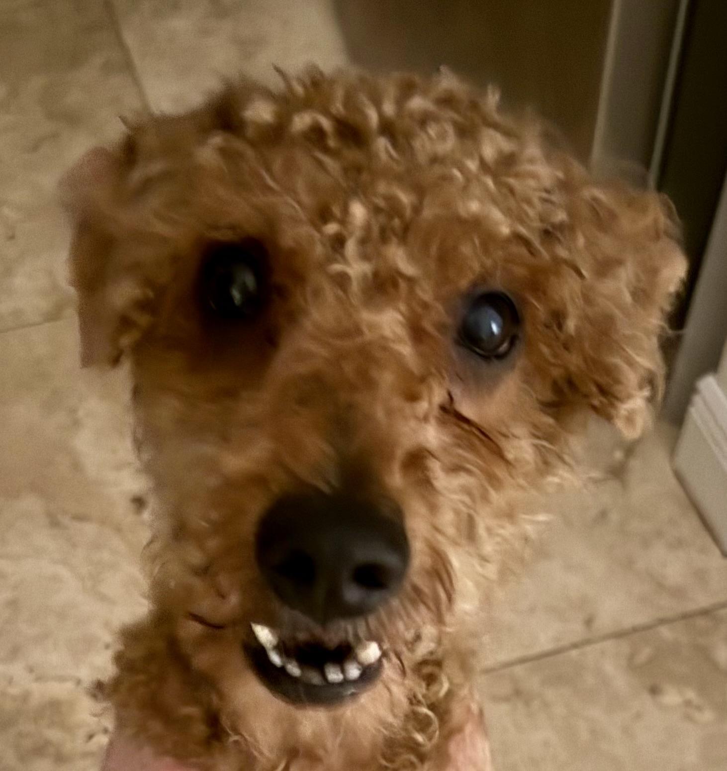 Hypoallergenic Mini Poodle Handsome Henry, an adopted Miniature Poodle in Boca Raton, FL image 1/6
