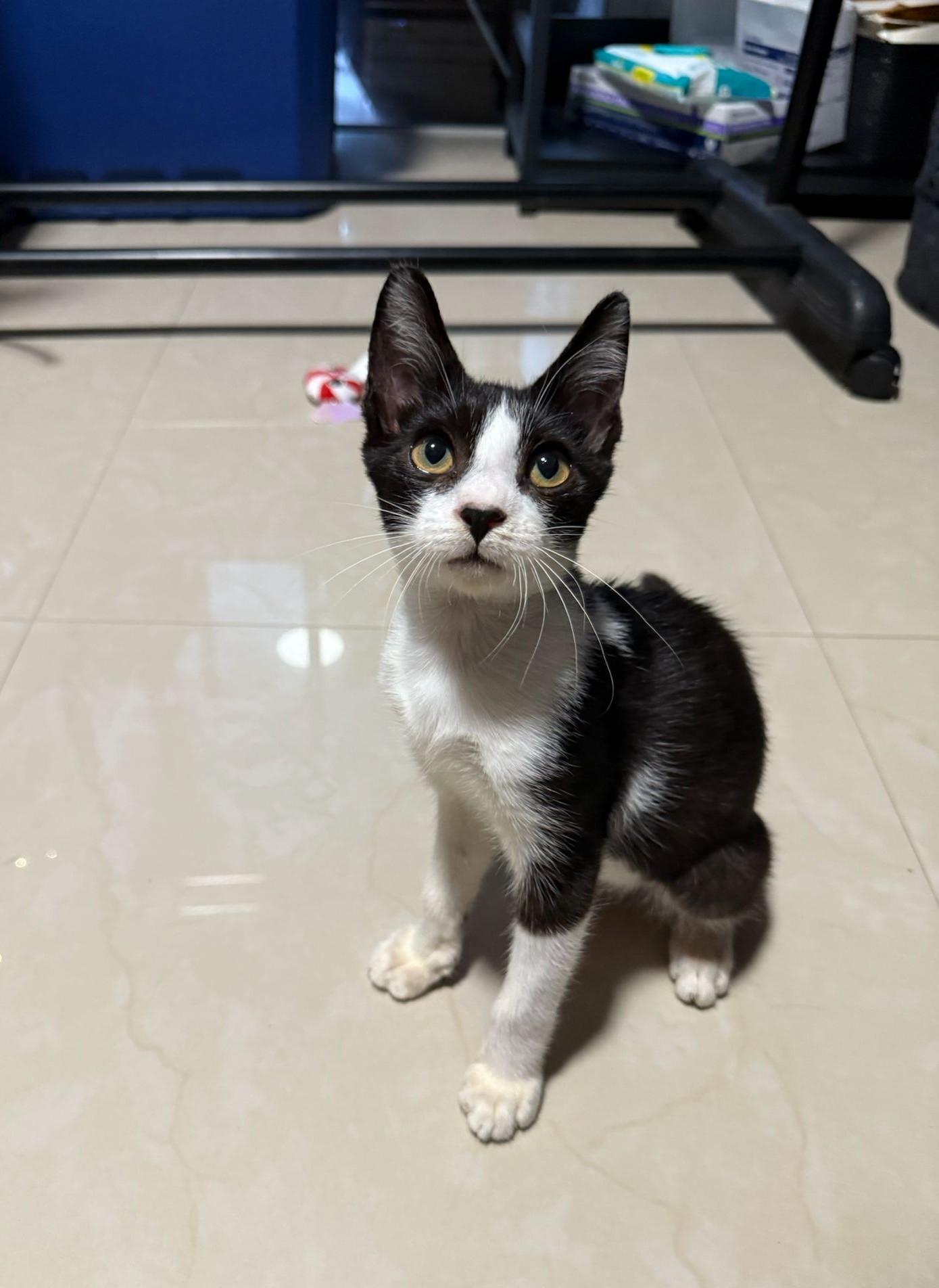 Vinny, a Adopted mixed breed in FORT LAUDERDALE, FL image 4/5