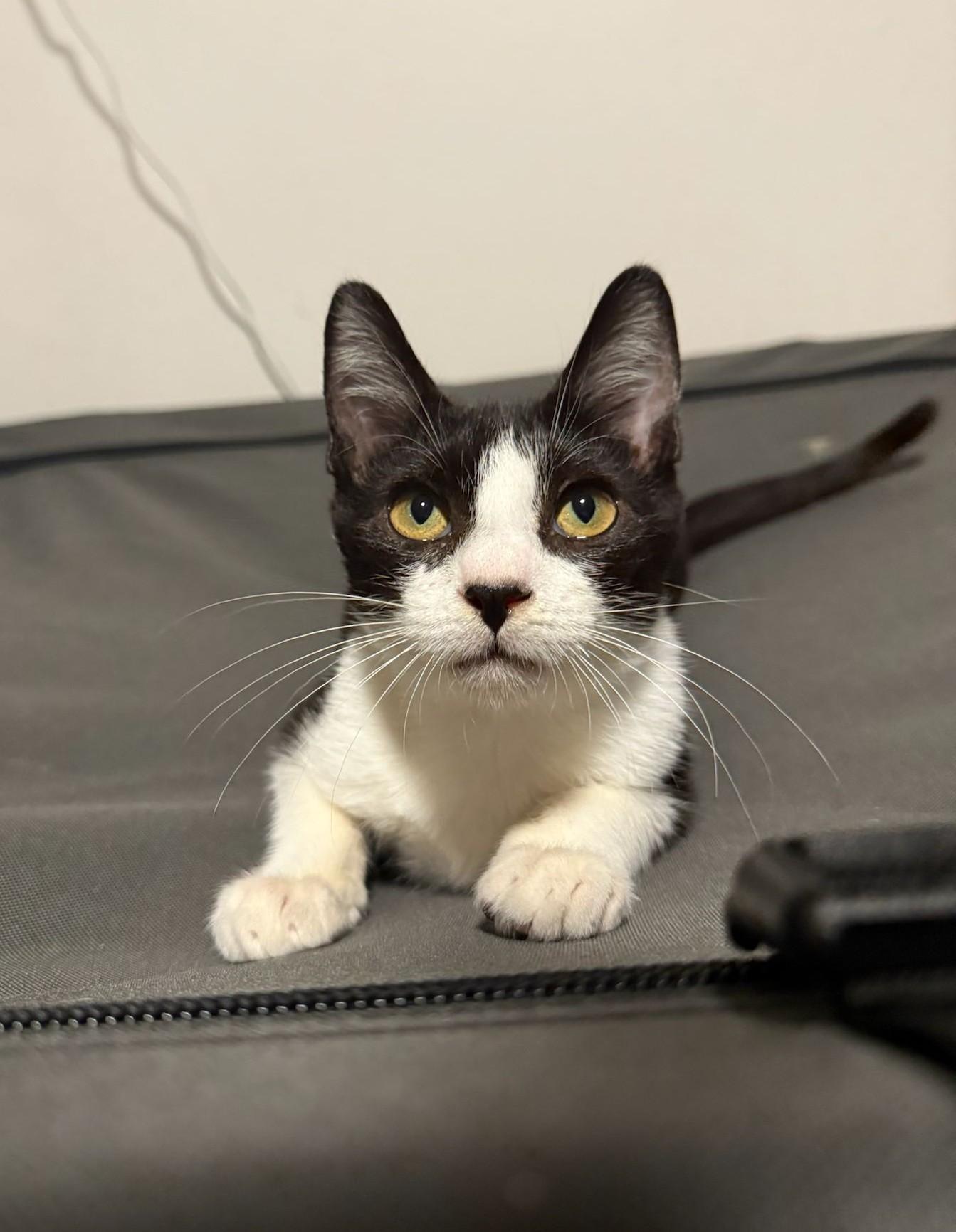 Vinny, Adopted, Young Male Domestic Short Hair & Tuxedo.