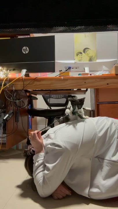 Enlarge Vinny, a Adopted mixed breed in FORT LAUDERDALE, FL video 3/5