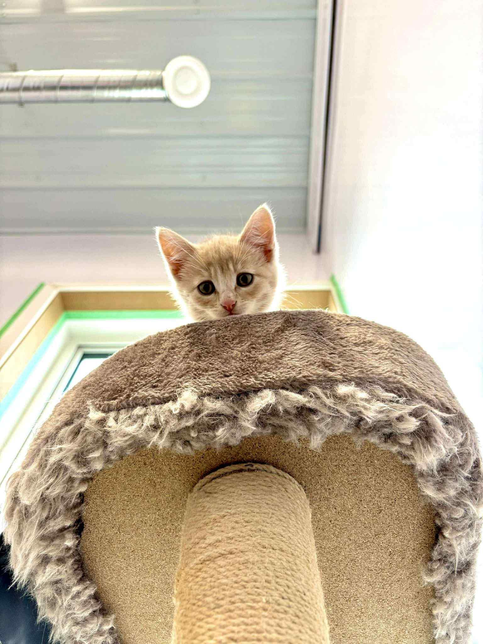 Enlarge Pugsley, a ADOPTABLE Tabby in Winnipeg, MB image 3/3