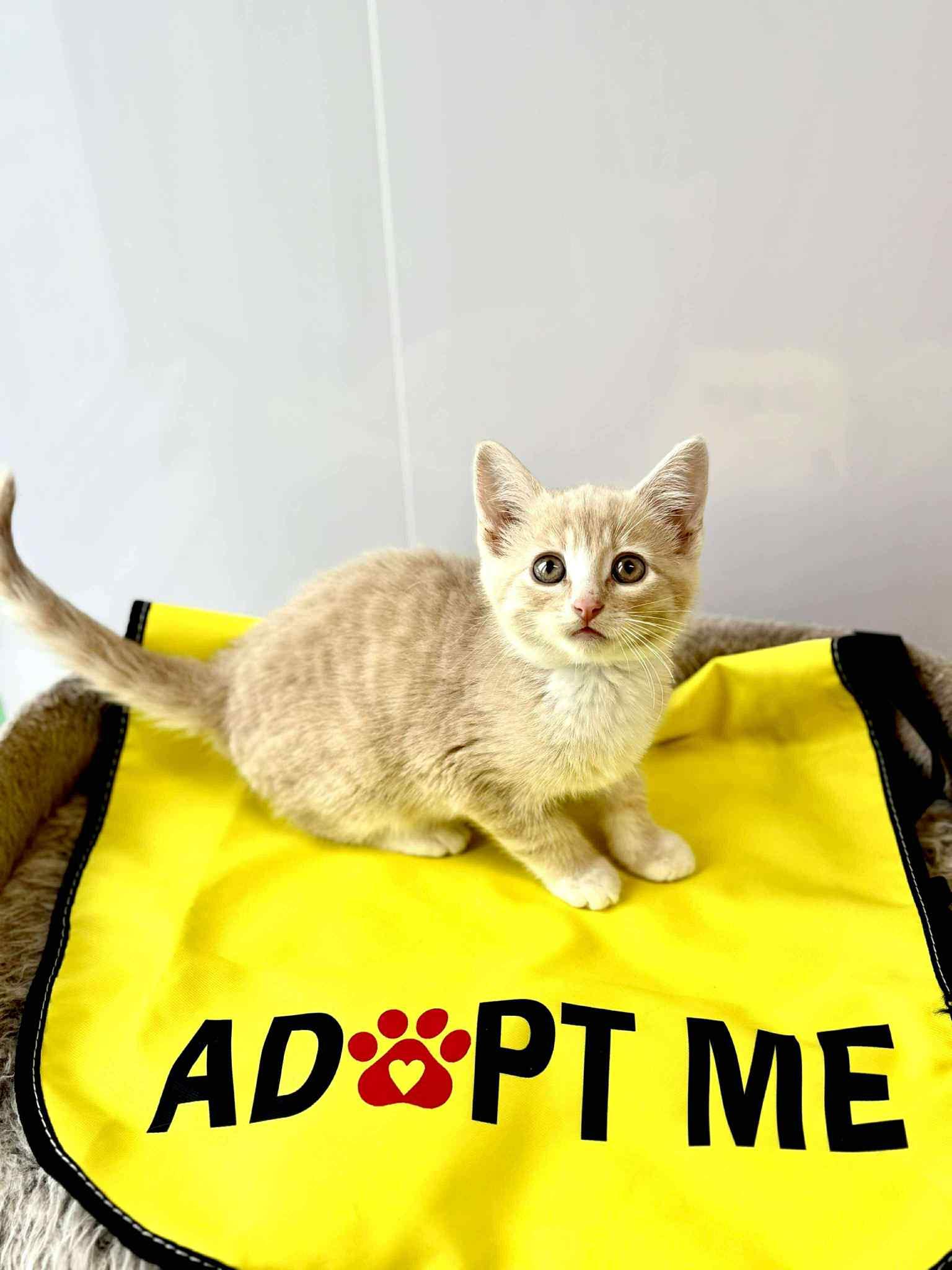 Enlarge Pugsley, a ADOPTABLE Tabby in Winnipeg, MB image 1/3