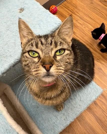 Enlarge Nadia, a ADOPTABLE Domestic Short Hair in Medina, OH image 1/1