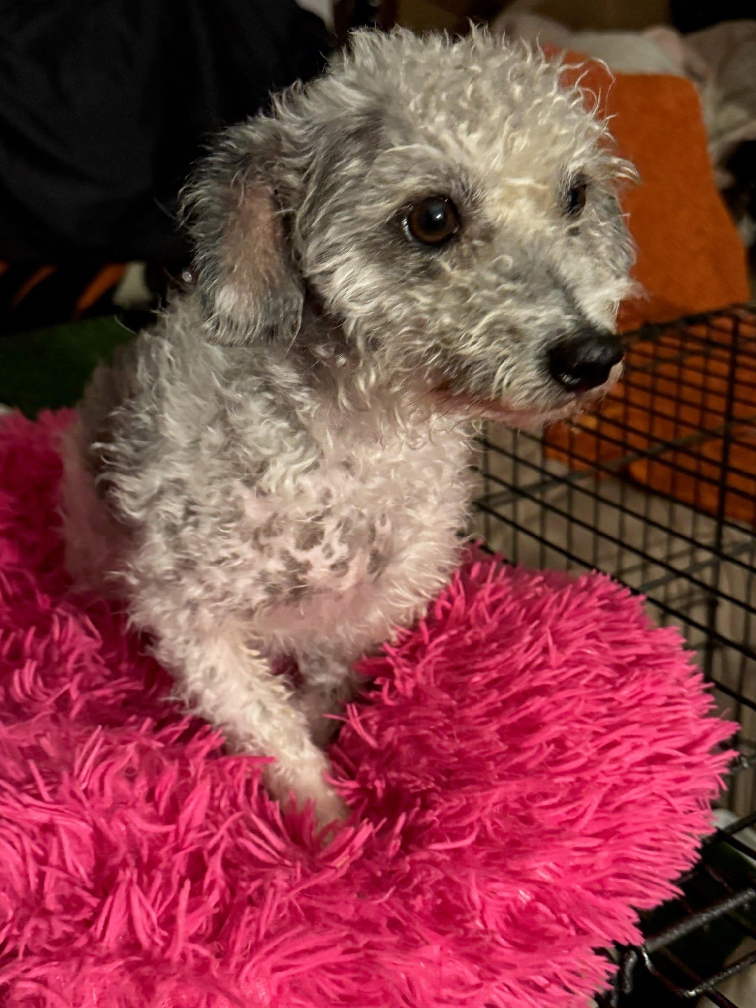 Phyllis Diller, a Adoptable Miniature Poodle in Phoenix, AZ image 1/5
