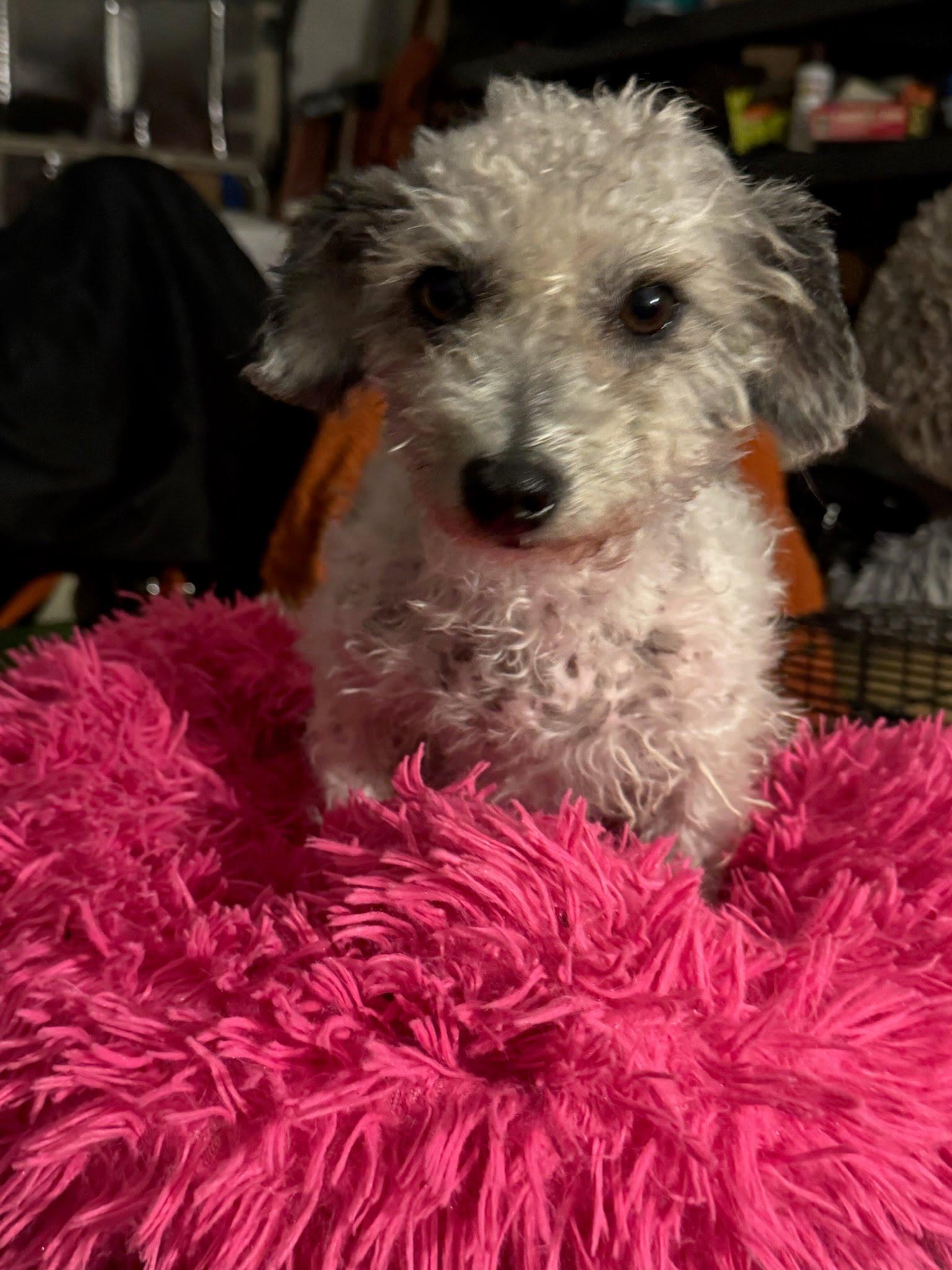 Phyllis Diller, a Adoptable Miniature Poodle in Phoenix, AZ image 2/5