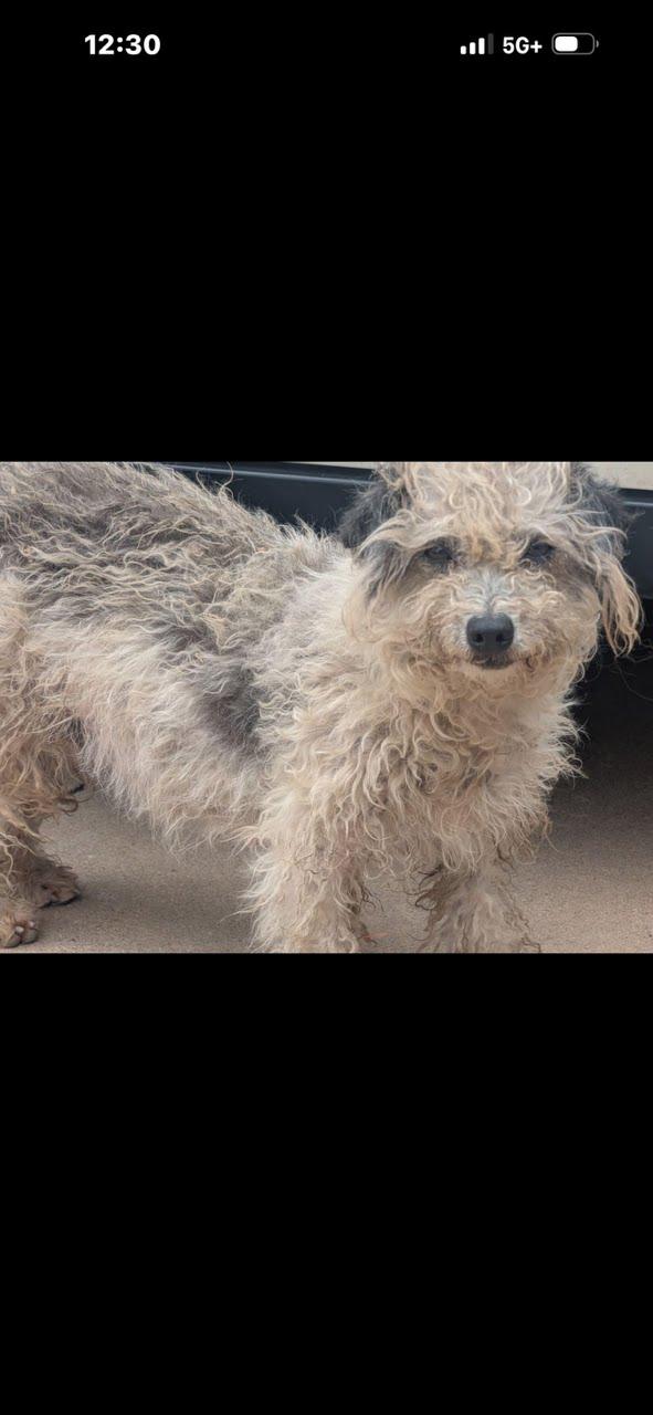 Phyllis Diller, a Adoptable Miniature Poodle in Phoenix, AZ image 3/5