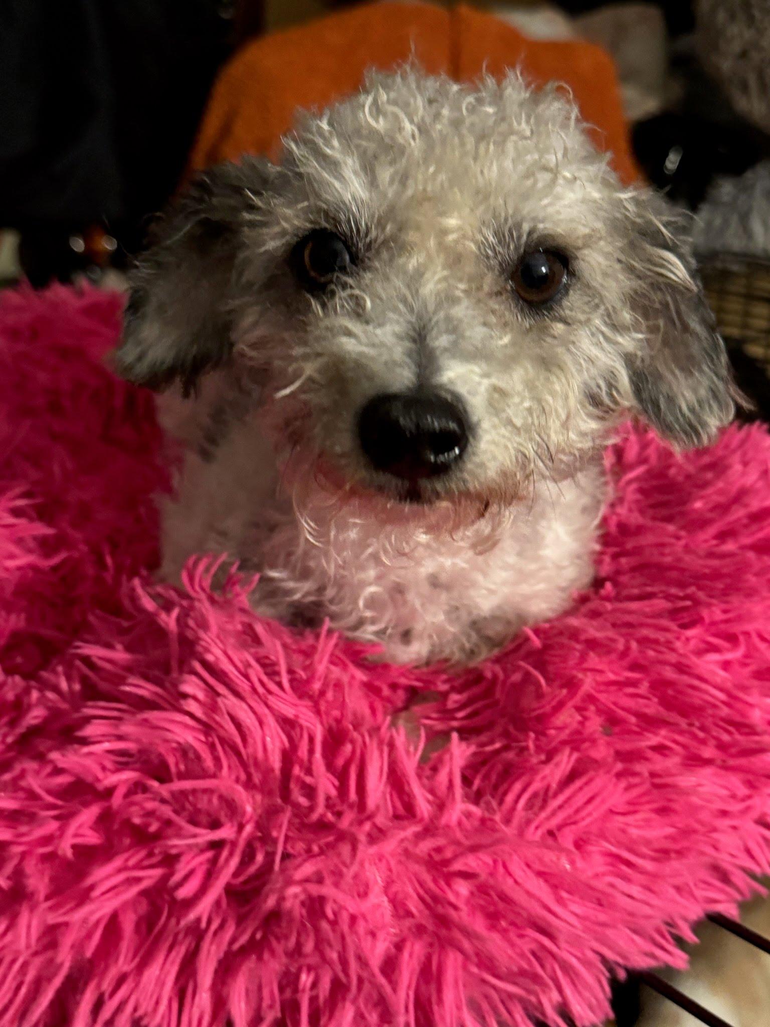 Phyllis Diller, a Adoptable Miniature Poodle in Phoenix, AZ image 4/5