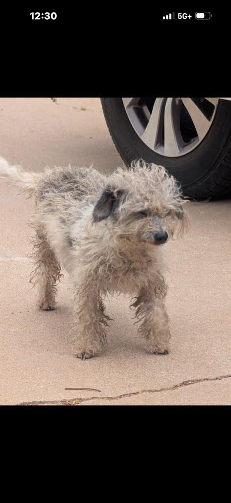 Phyllis Diller, a Adoptable Miniature Poodle in Phoenix, AZ image 5/5