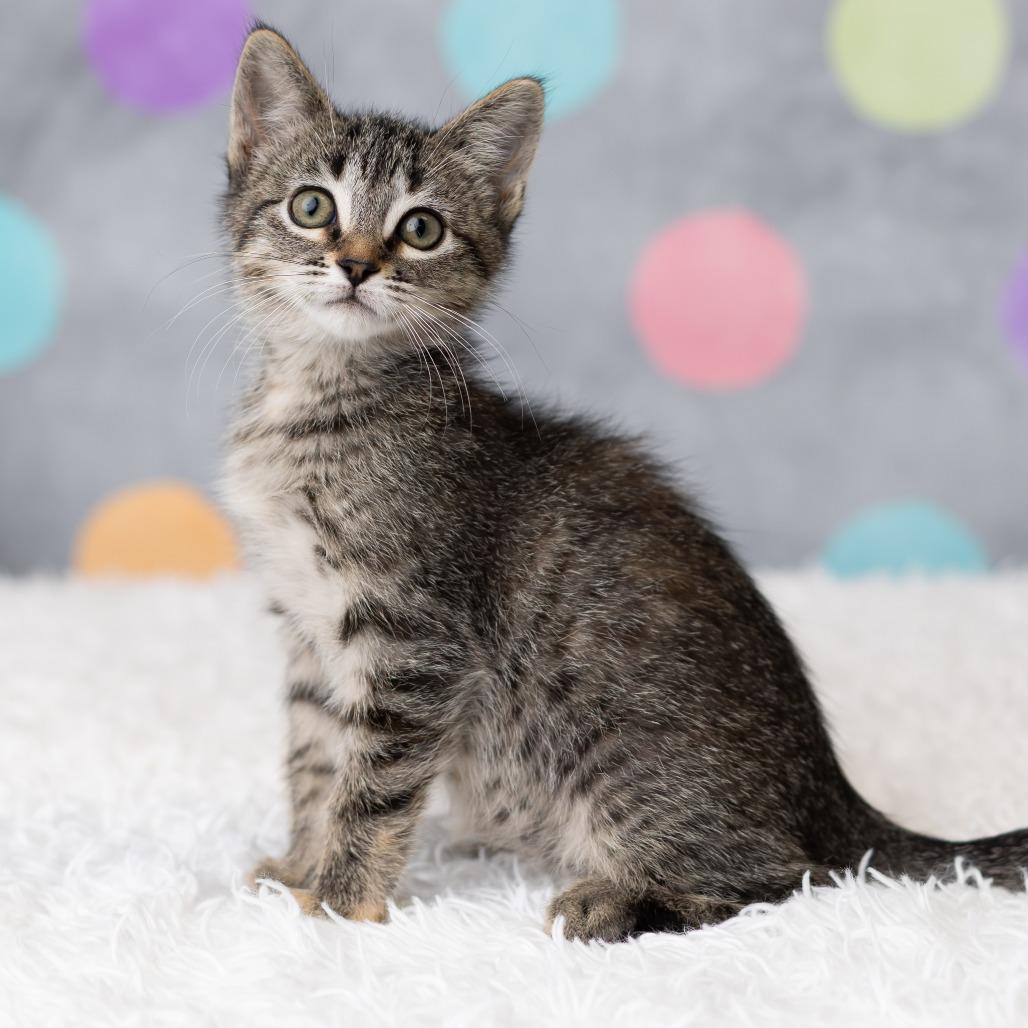 Jordache, Adoptable, Kitten Female Domestic Short Hair.