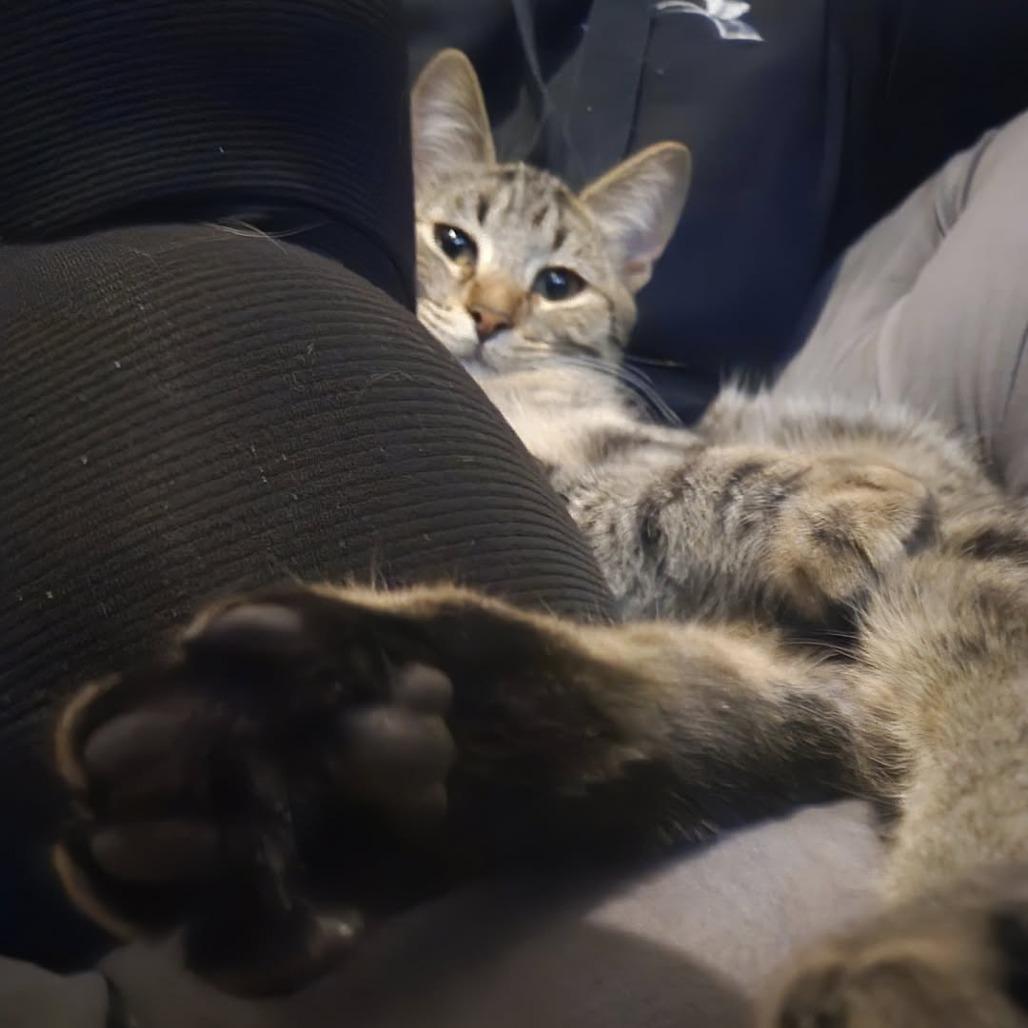 Enlarge Jordache, a Adoptable Domestic Short Hair in St. Paul, MN image 3/6