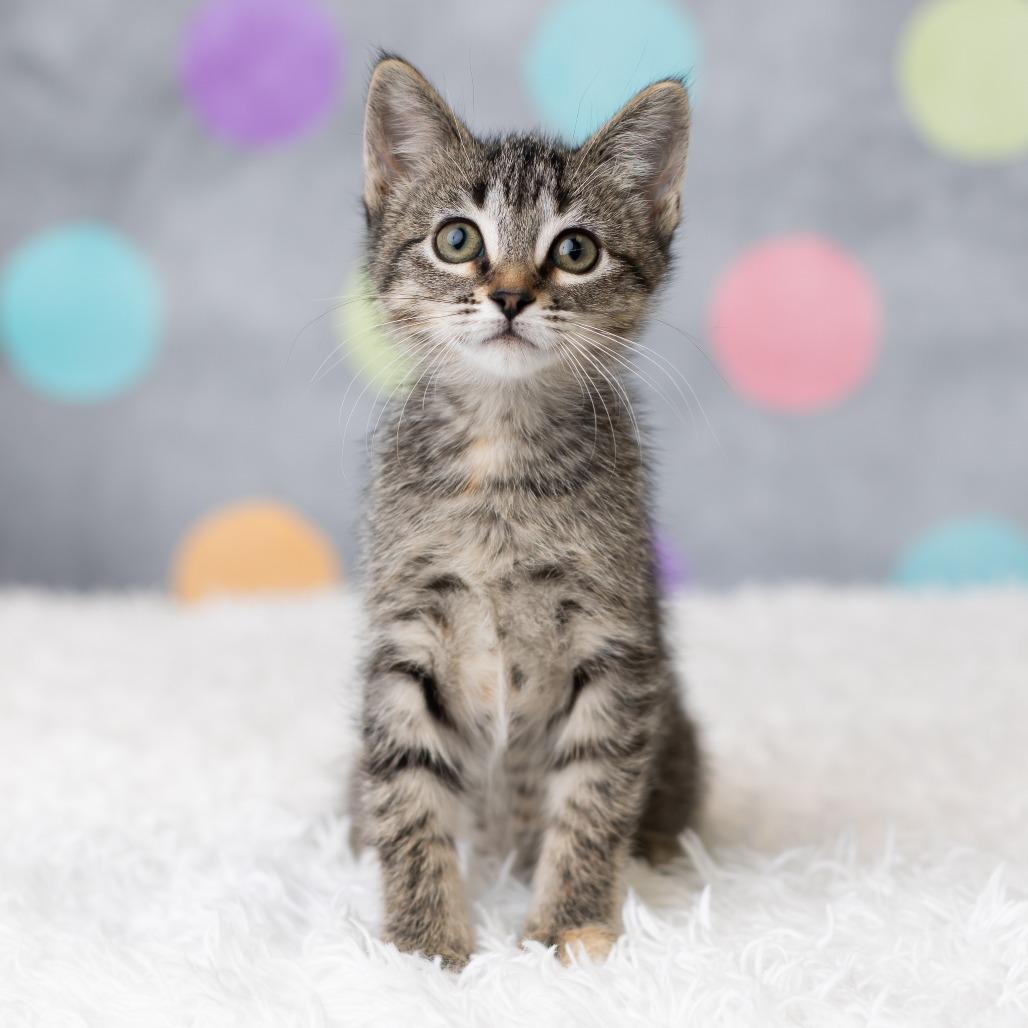 Enlarge Jordache, a Adoptable Domestic Short Hair in St. Paul, MN image 3/5