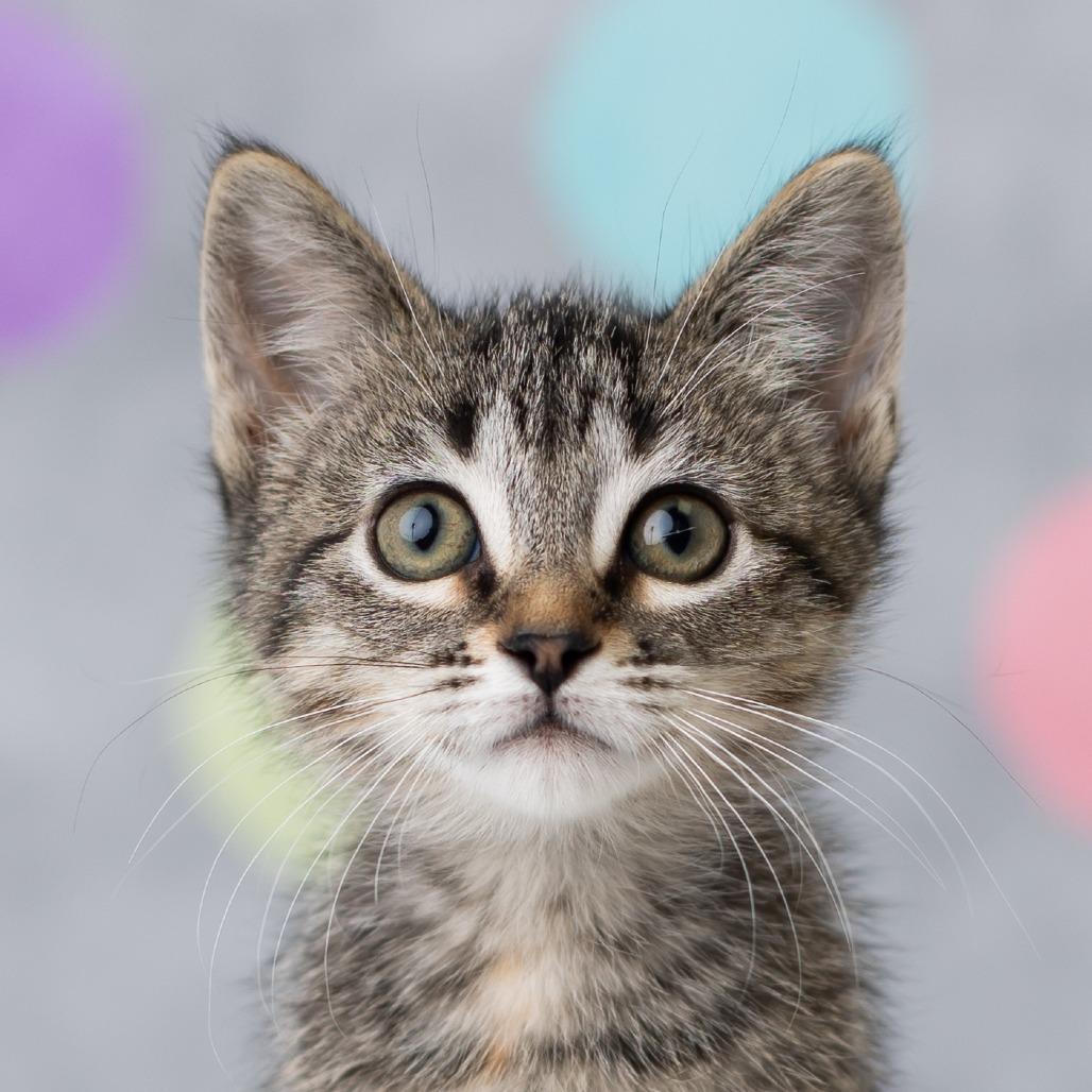 Enlarge Jordache, a Adoptable Domestic Short Hair in St. Paul, MN image 4/5