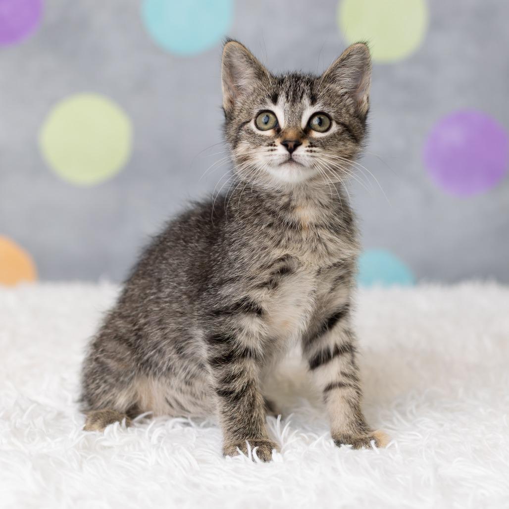 Enlarge Jordache, a Adoptable Domestic Short Hair in St. Paul, MN image 5/5