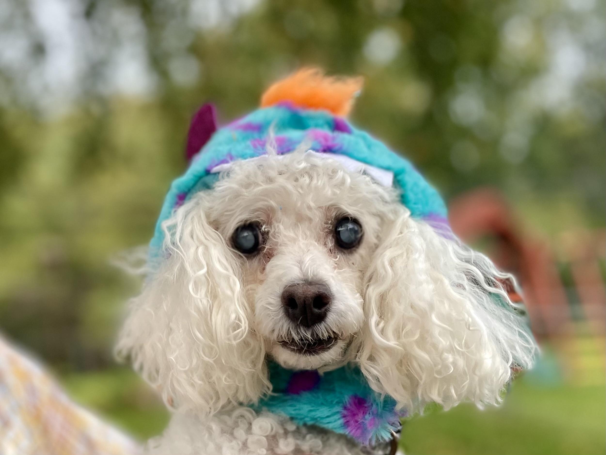 Enlarge Sassy, a Adoptable Miniature Poodle in Mechanicsburg, PA image 3/5