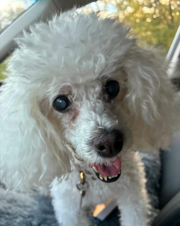 Sassy, Adoptable, Senior Female Miniature Poodle.