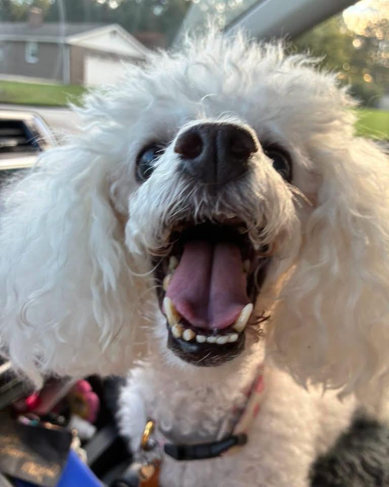 Enlarge Sassy, a Adoptable Miniature Poodle in Mechanicsburg, PA image 2/5
