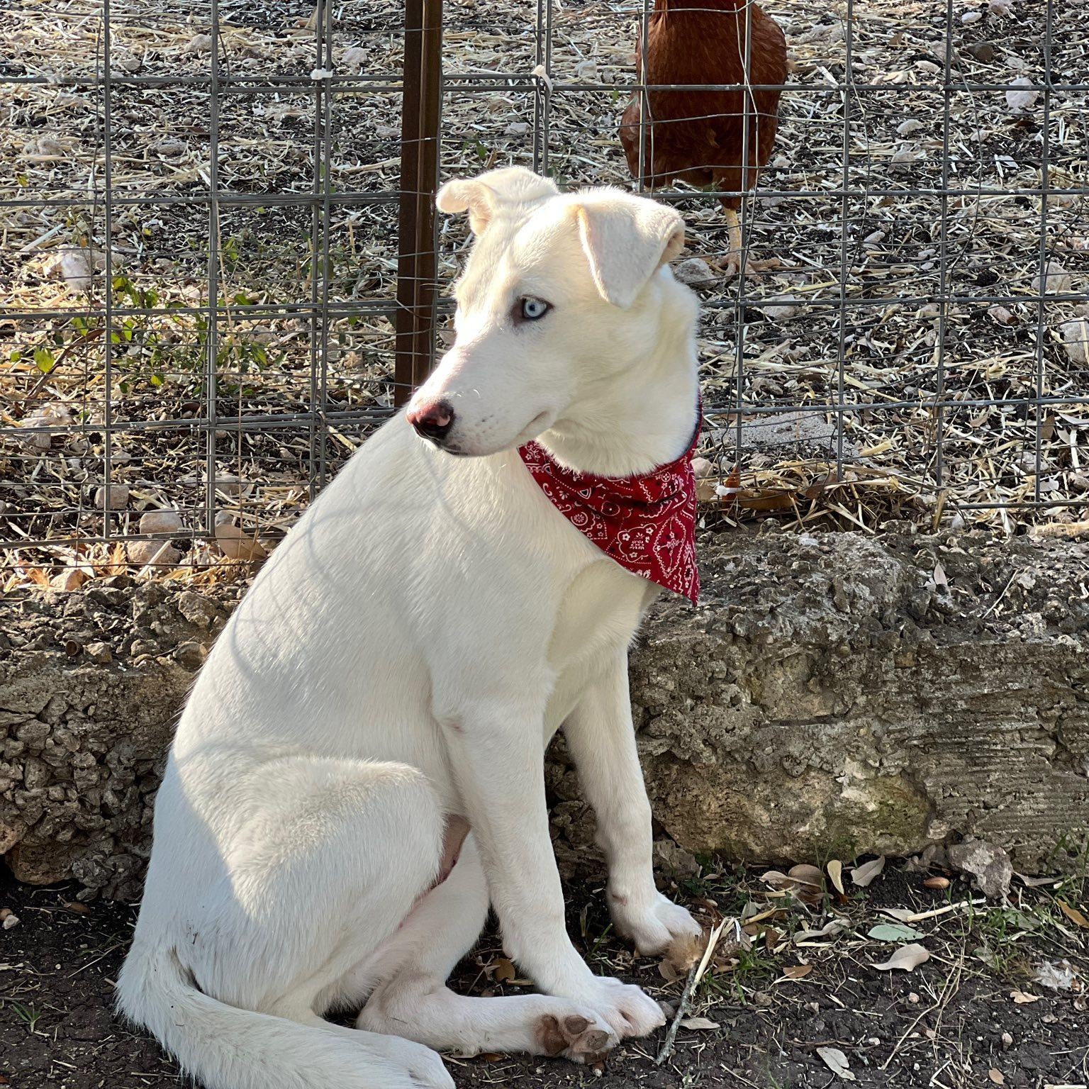 Enlarge Angel, a ADOPTABLE mixed breed in Redmond, WA image 6/6