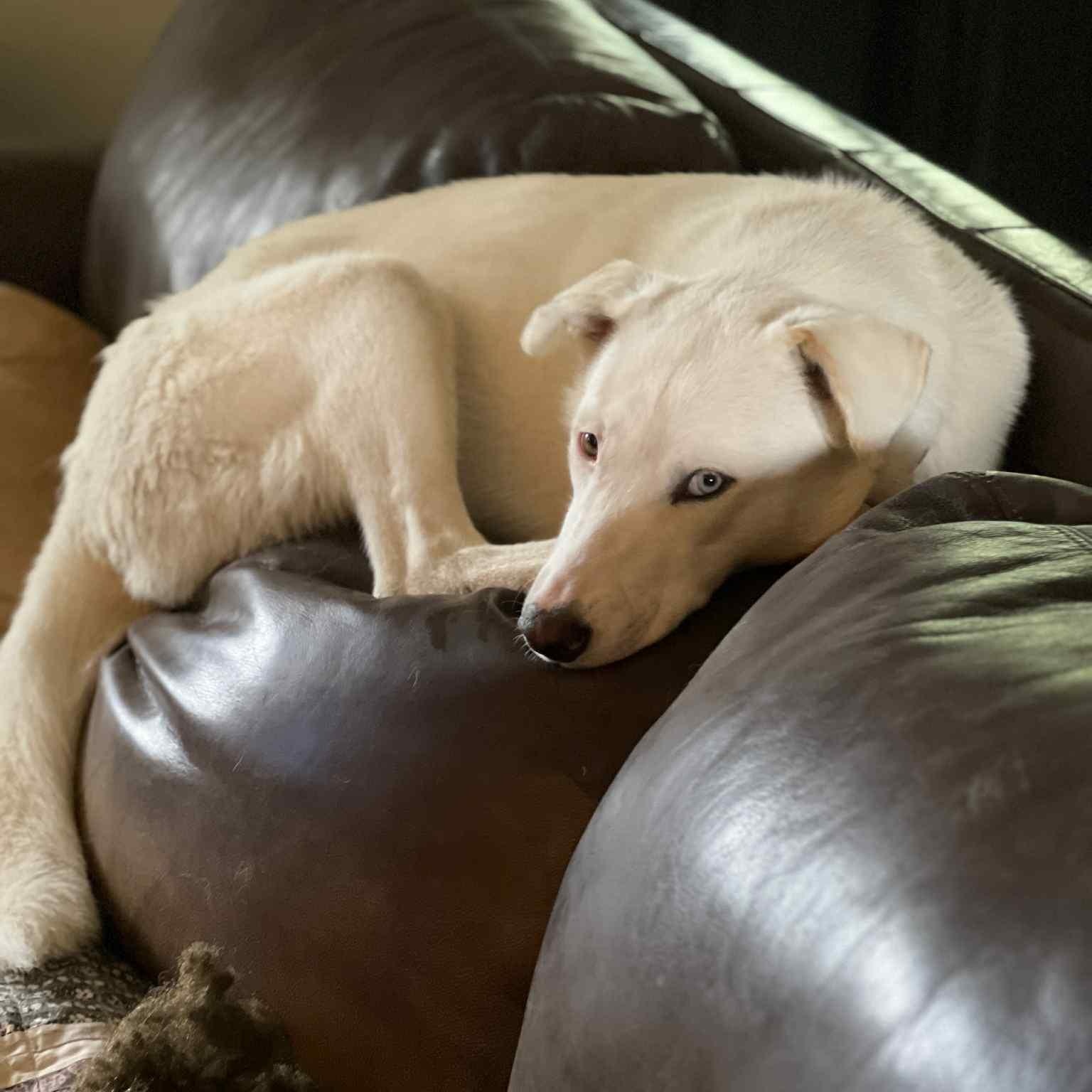 Enlarge Angel, a ADOPTABLE mixed breed in Redmond, WA image 6/6