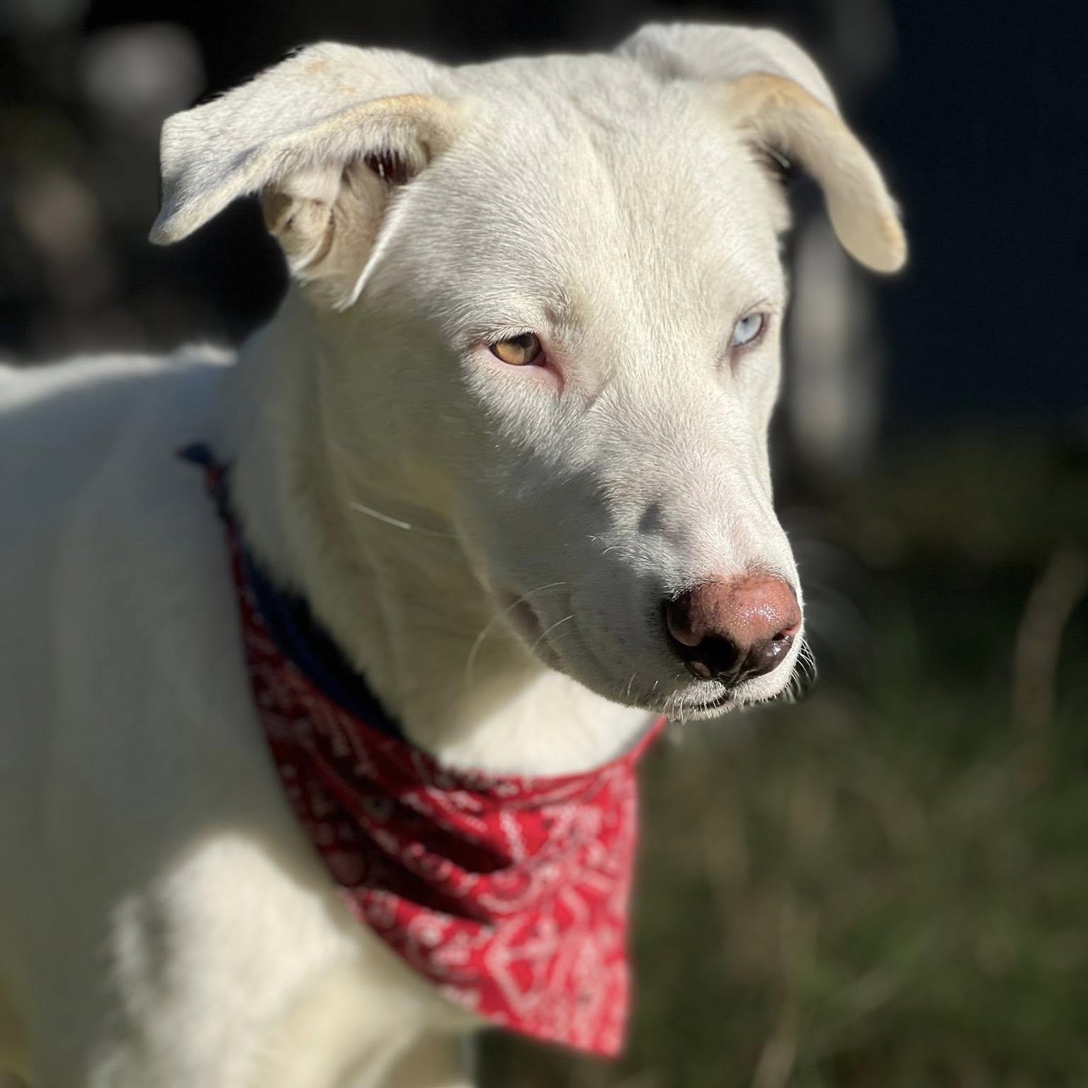 Enlarge Angel, a ADOPTABLE mixed breed in Redmond, WA image 3/6