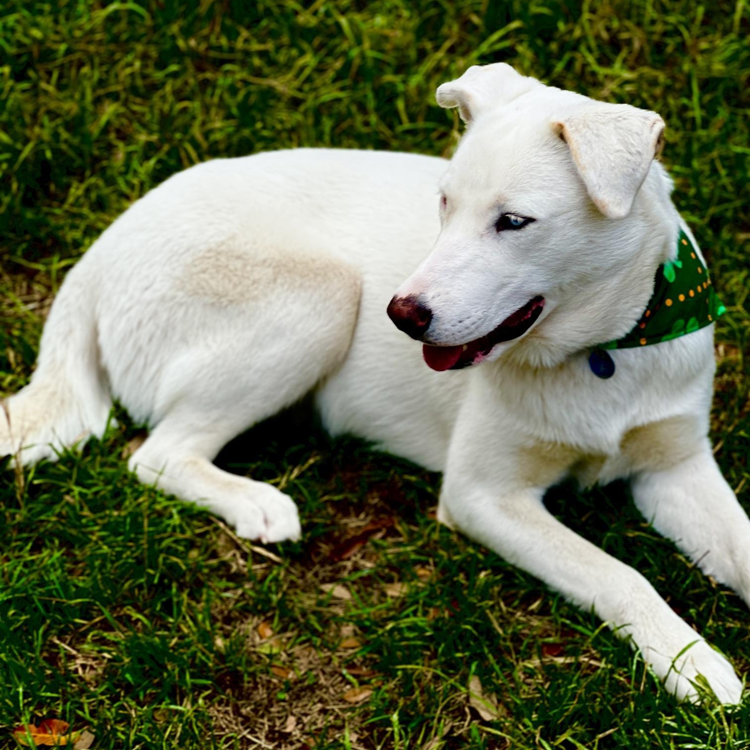 Enlarge Angel, a ADOPTABLE mixed breed in Redmond, WA image 6/6