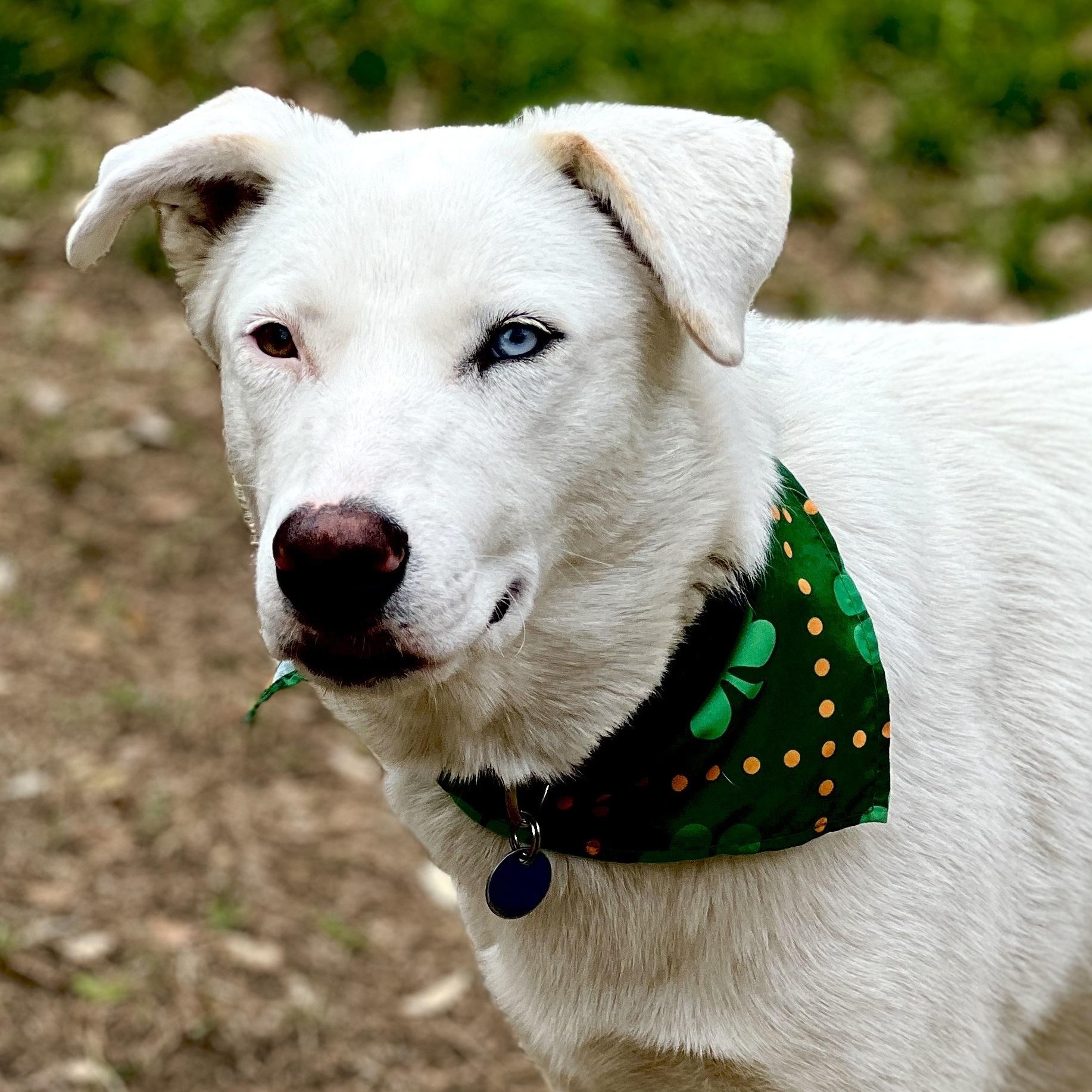 Enlarge Angel, a ADOPTABLE mixed breed in Redmond, WA image 4/6