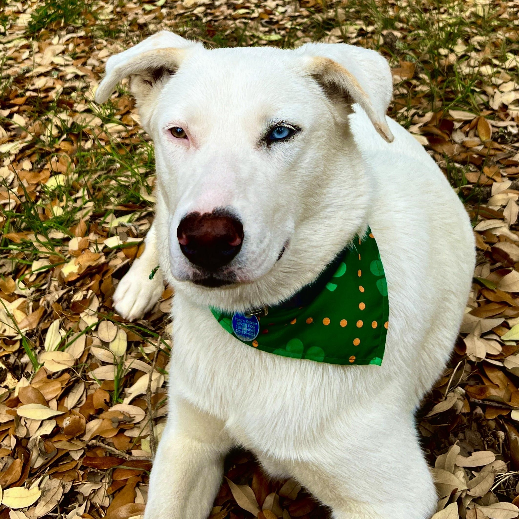 Angel, ADOPTABLE, Young Female Shepherd.