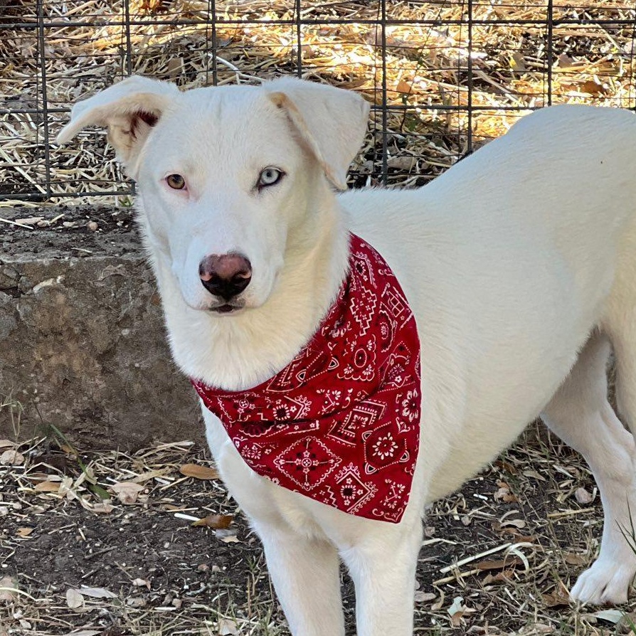 Enlarge Angel, a ADOPTABLE mixed breed in Redmond, WA image 2/6