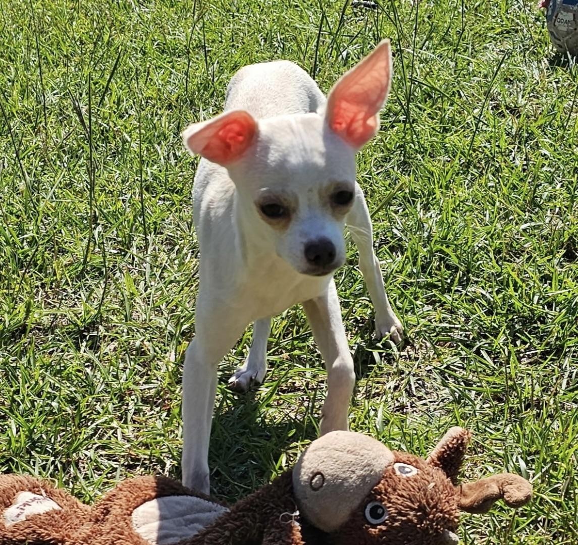 Puppy Phoebe