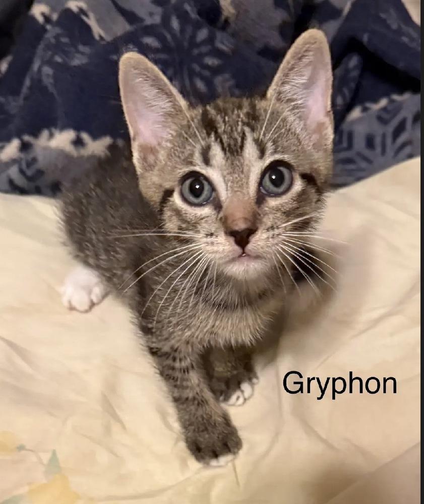 Enlarge Gryphon, a Adoptable Domestic Short Hair in Safety Harbor, FL image 1/1