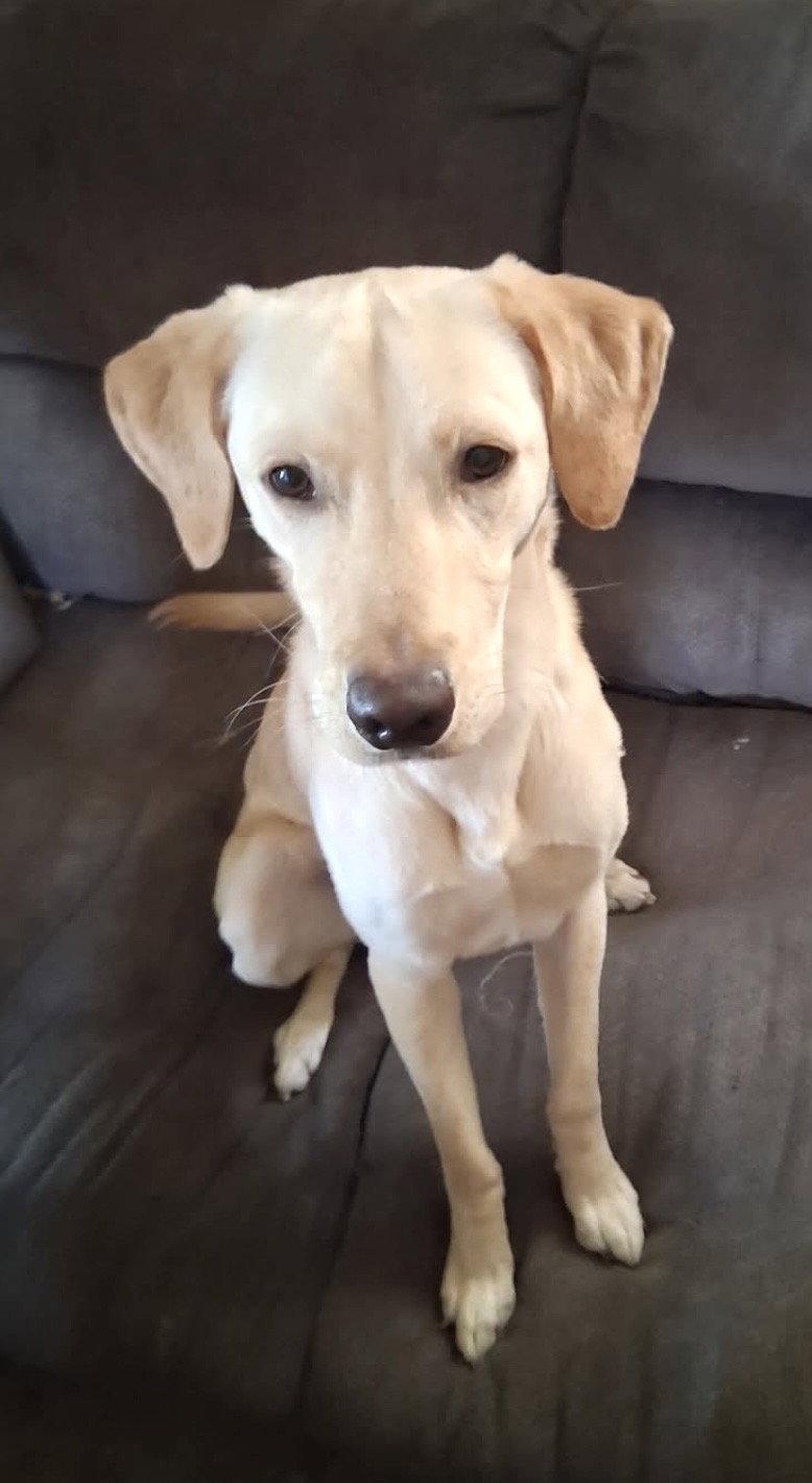 Benny, Adopted, Adult Male Labrador Retriever.