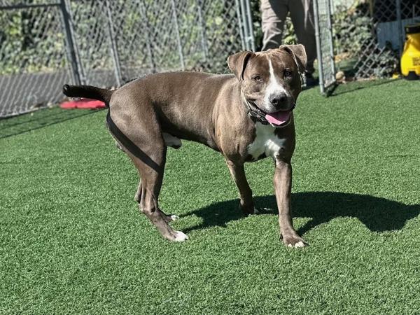 Enlarge Moose, a Adoptable mixed breed in Vallejo, CA image 1/6