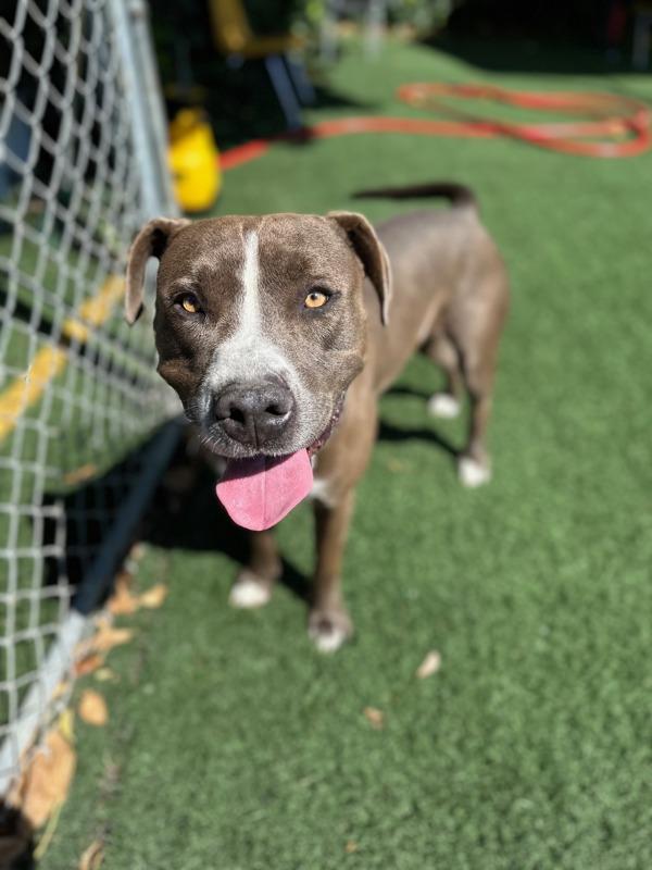 Enlarge Moose, a Adoptable mixed breed in Vallejo, CA image 3/6