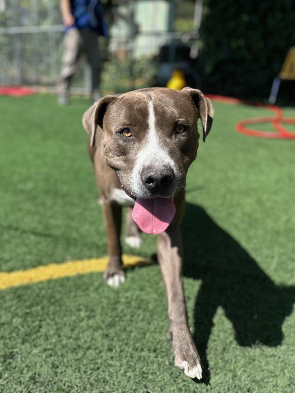 Enlarge Moose, a Adoptable mixed breed in Vallejo, CA image 4/6