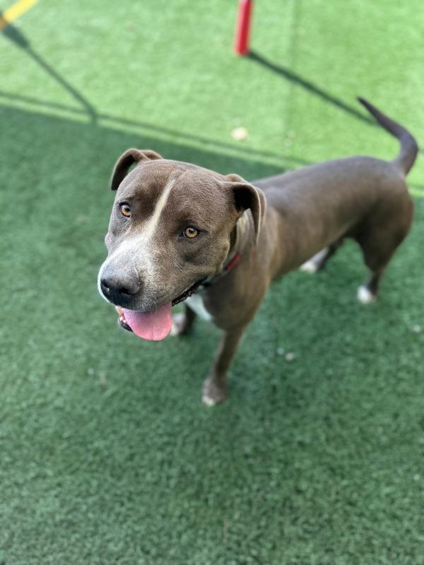 Enlarge Moose, a Adoptable mixed breed in Vallejo, CA image 5/6