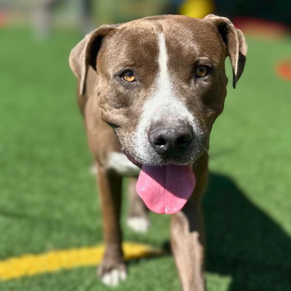 Enlarge Moose, a Adoptable mixed breed in Vallejo, CA image 6/6