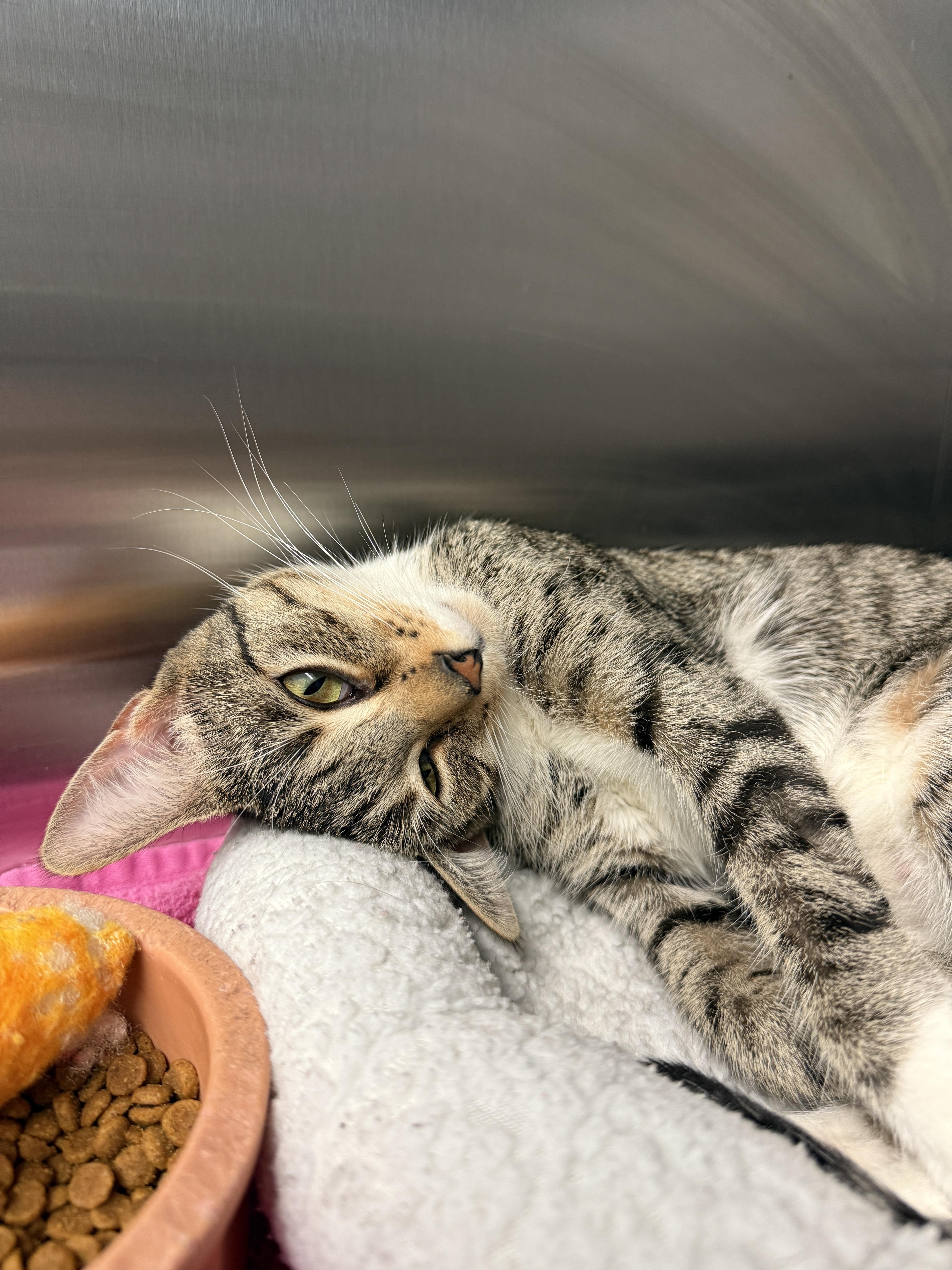Enlarge Wendy, a Adopted Domestic Short Hair in Grand Rapids, MI image 1/2