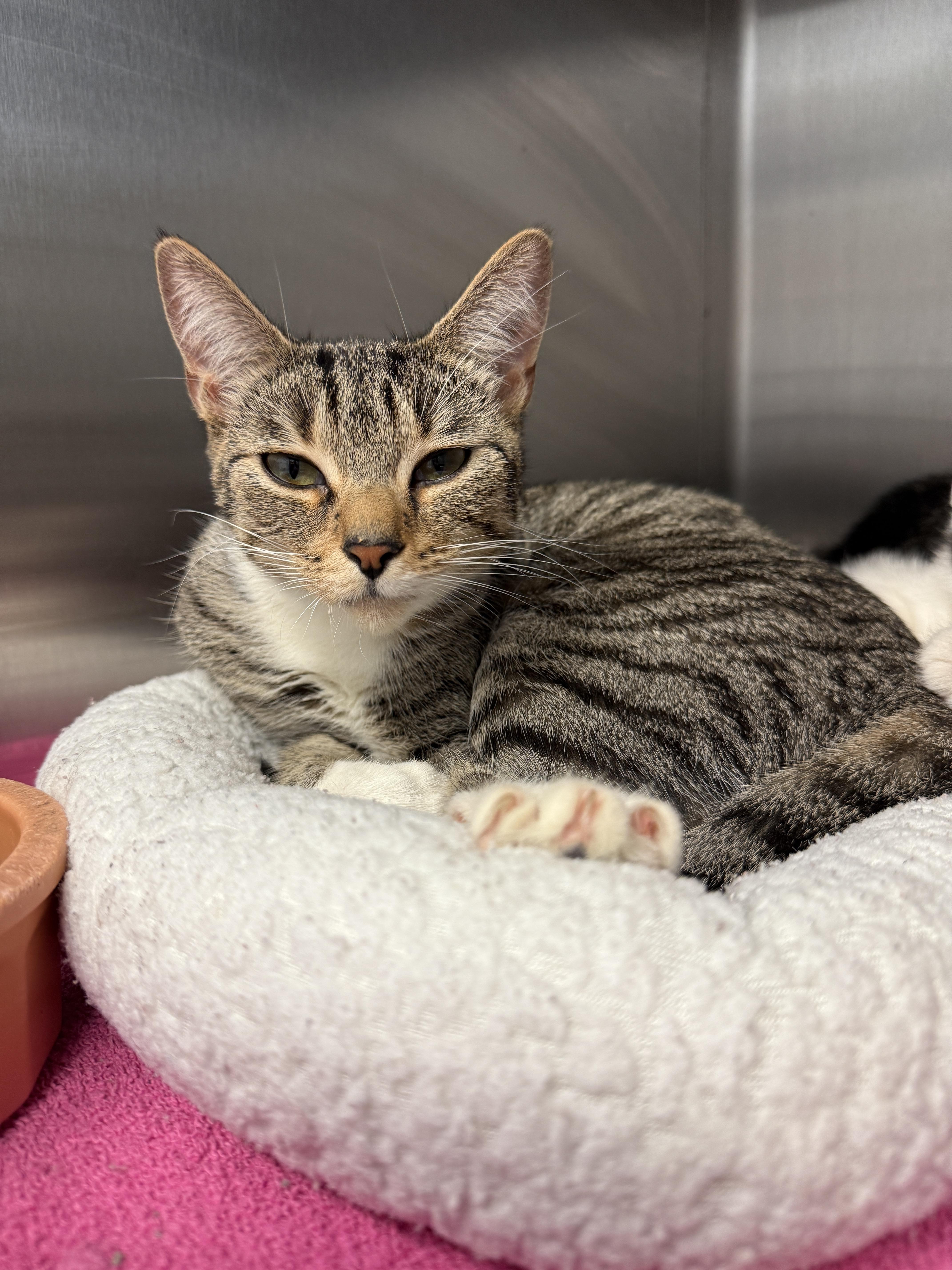 Enlarge Wendy, a Adopted Domestic Short Hair in Grand Rapids, MI image 2/2