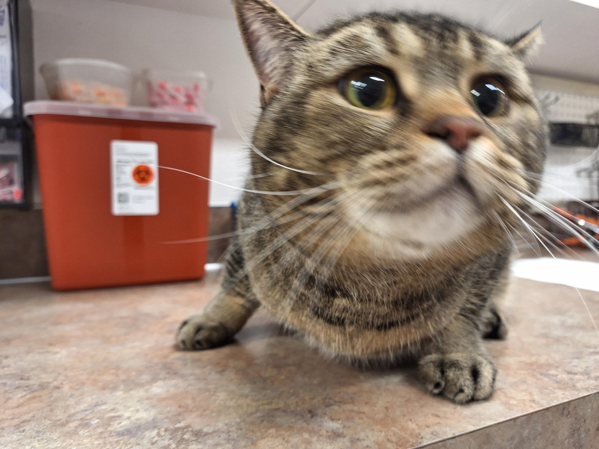 Enlarge Teddy , an adopted Tabby in Sheridan, OR image 1/4