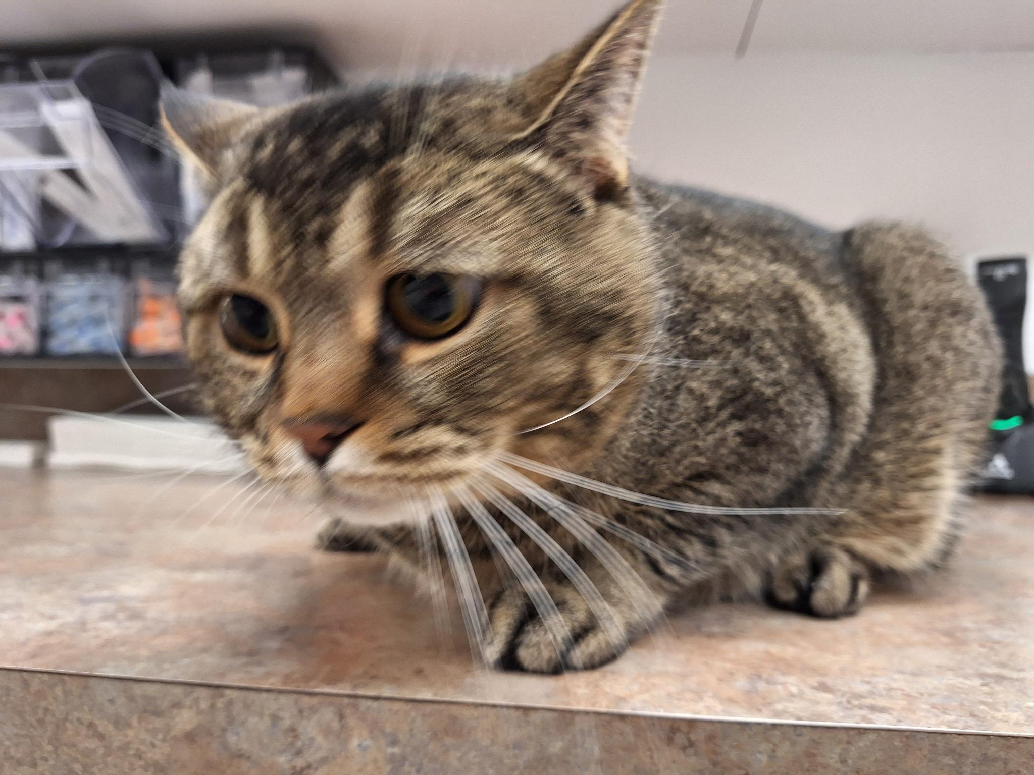 Enlarge Teddy , an adopted Tabby in Sheridan, OR image 4/4