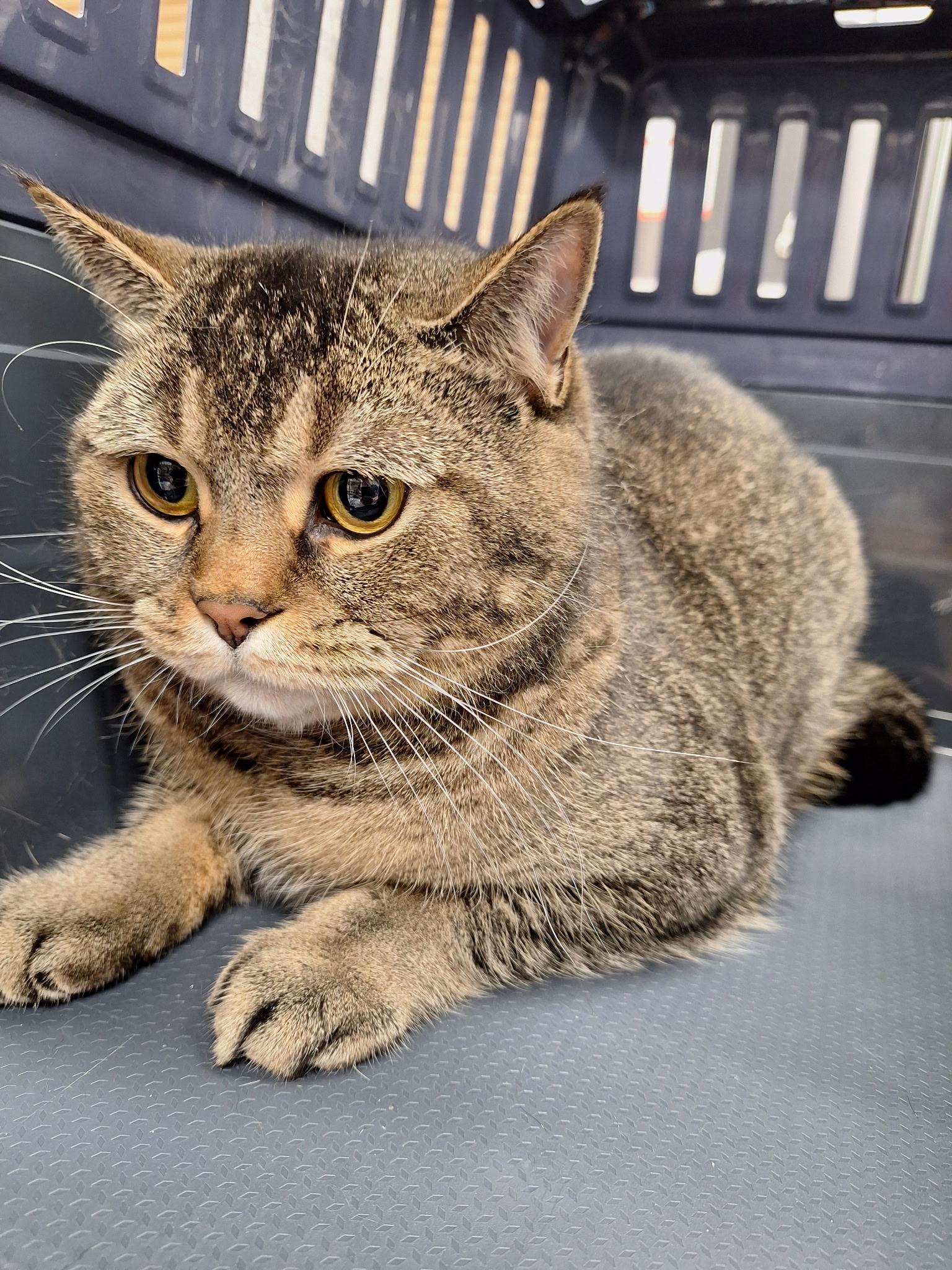 Enlarge Teddy , an adopted Tabby in Sheridan, OR image 2/4