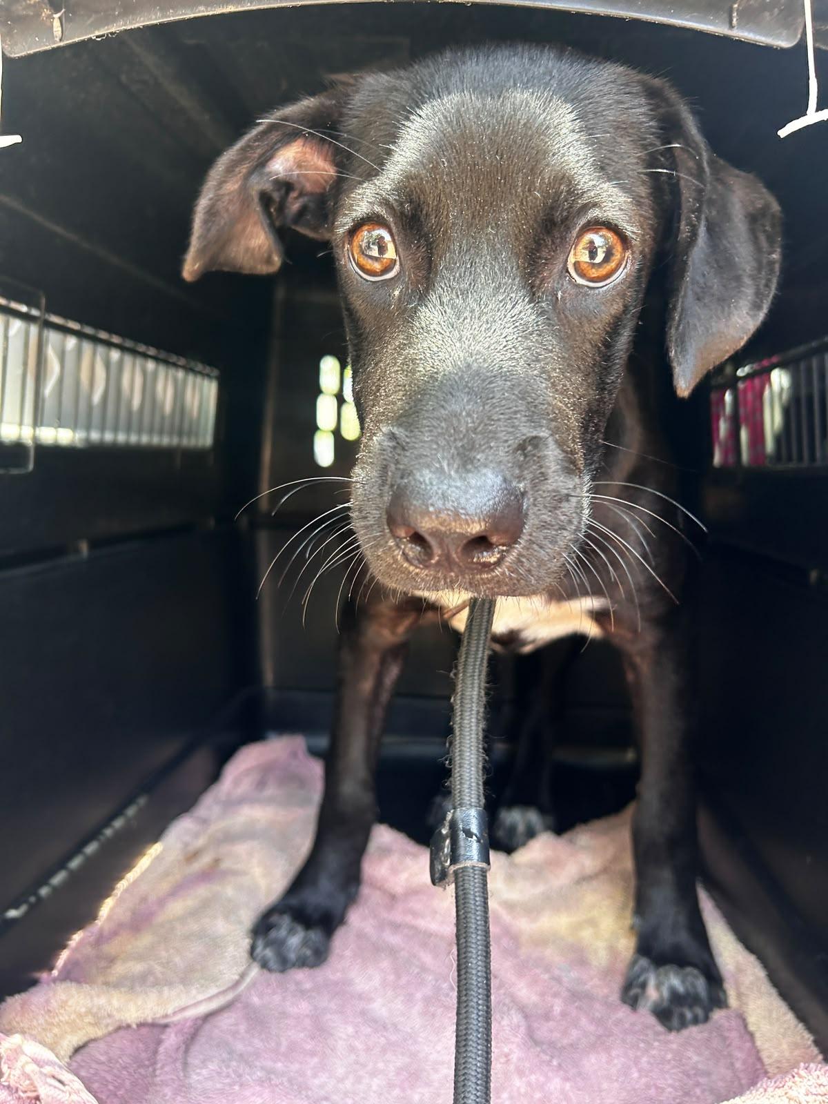 Enlarge Carboncito, a Adoptable mixed breed in Sacramento, CA image 2/6