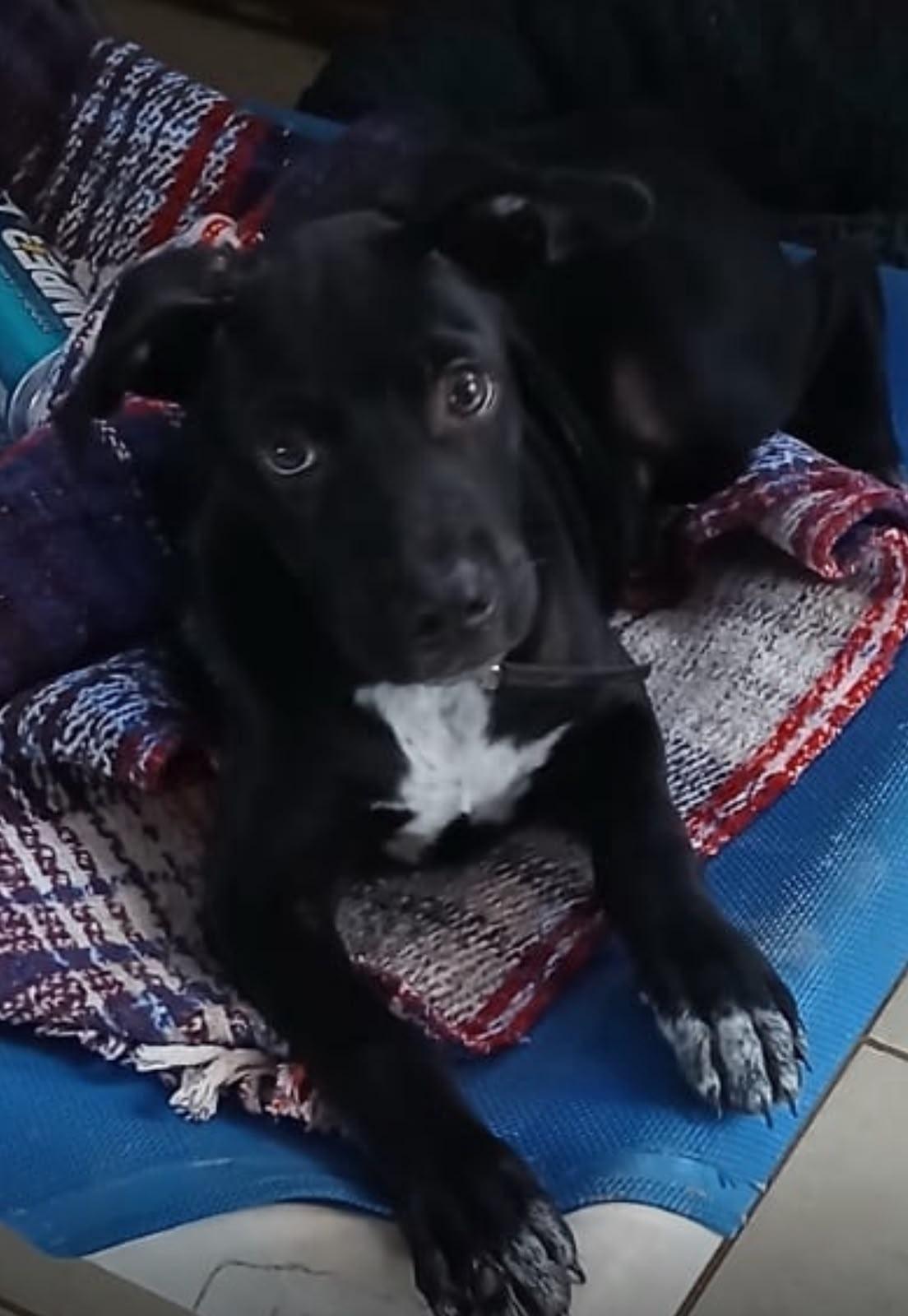 Enlarge Carboncito, a Adoptable mixed breed in Sacramento, CA image 6/6