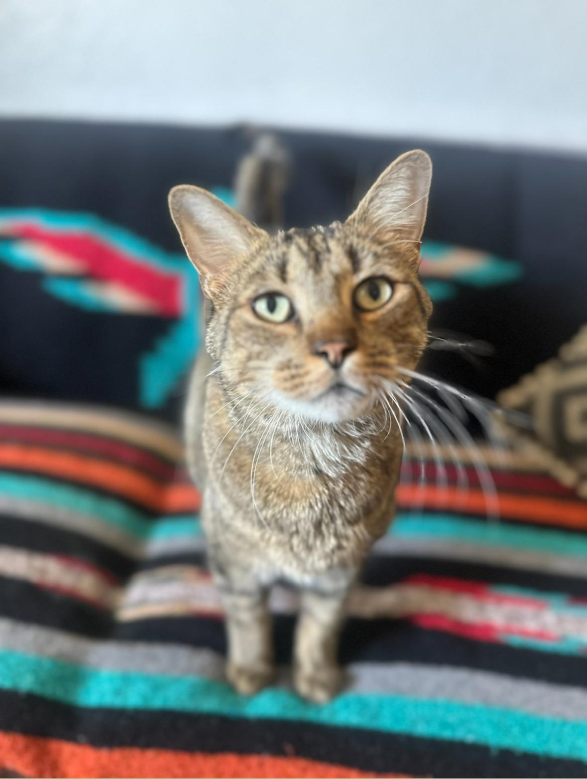 Enlarge PAN, a ADOPTABLE Domestic Short Hair in Joshua Tree, CA image 1/2