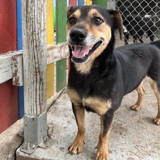 Apollo, Adoptable, Adult Male Mixed Breed.