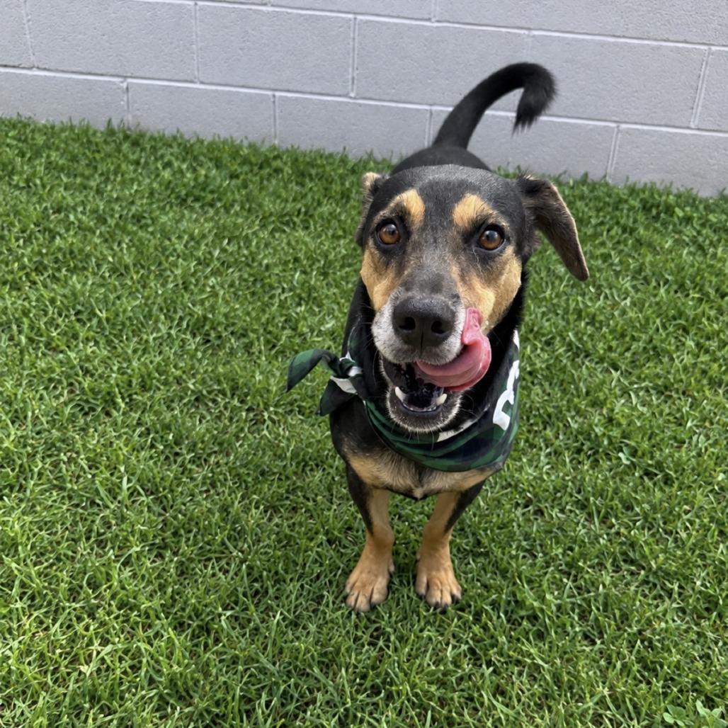 Enlarge Apollo, a Adoptable Mixed Breed in Laredo, TX image 2/6