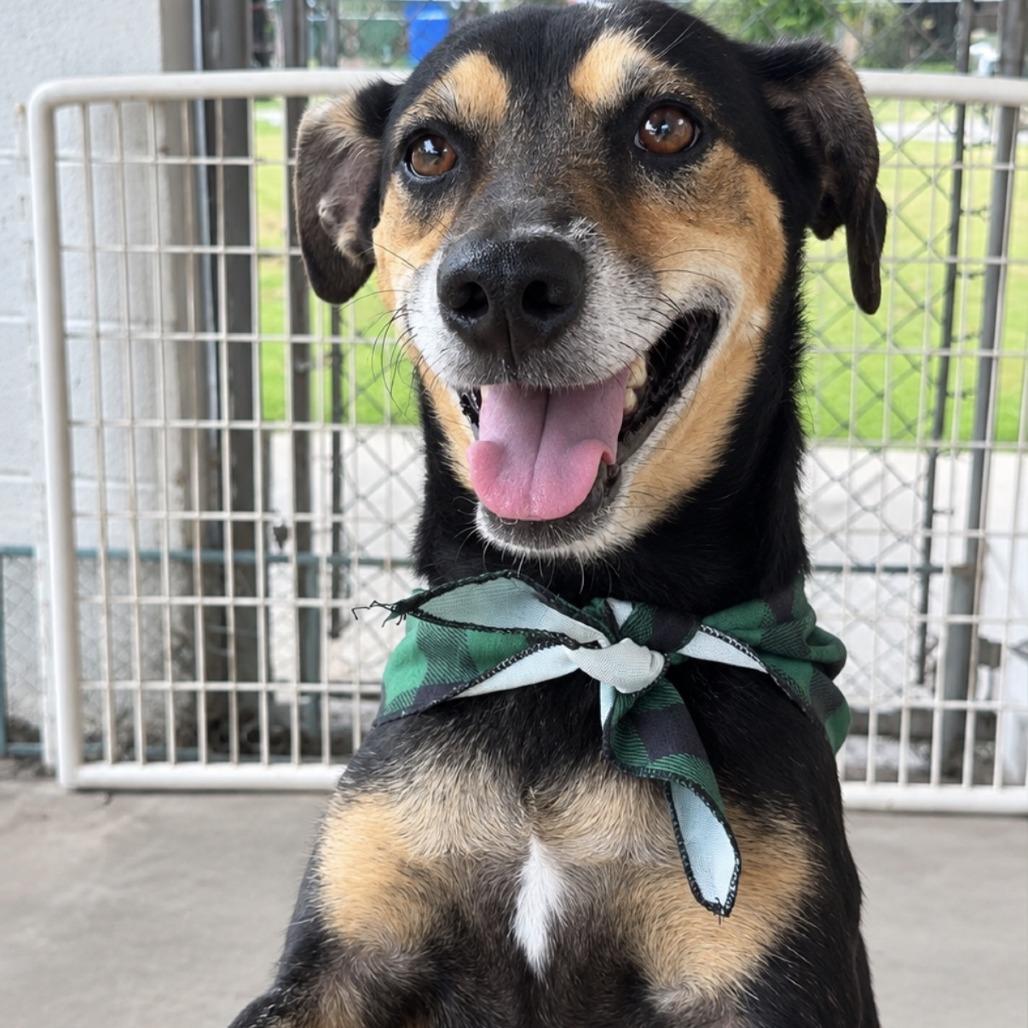 Enlarge Apollo, a Adoptable Mixed Breed in Laredo, TX image 3/6