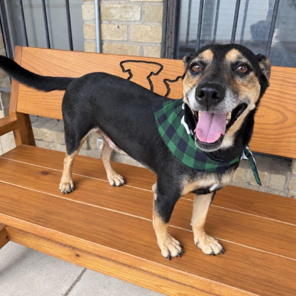 Enlarge Apollo, a Adoptable Mixed Breed in Laredo, TX image 4/6