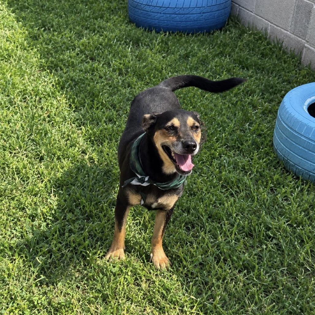 Enlarge Apollo, a Adoptable Mixed Breed in Laredo, TX image 5/6