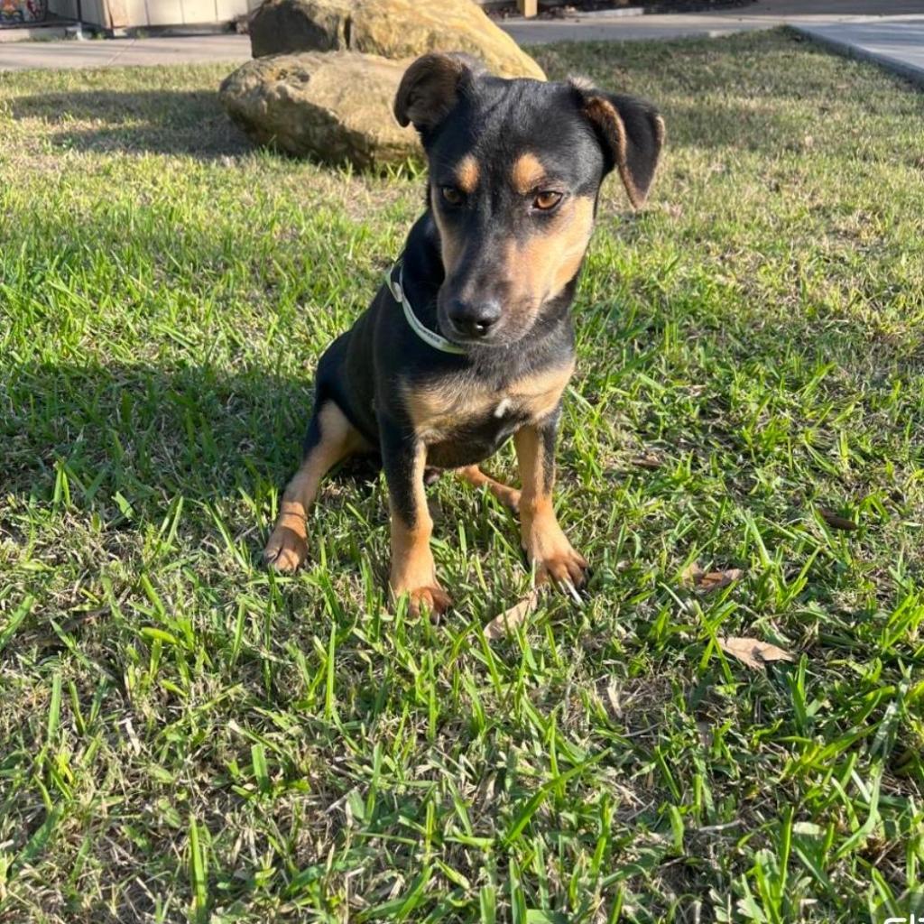 Apollo, a Adoptable Mixed Breed in Laredo, TX image 2/2